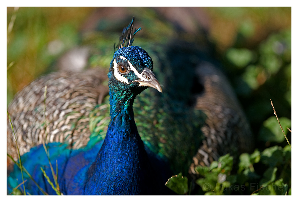 Das Auge des Pfau......