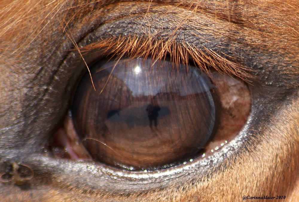 Das Auge des Pferdes