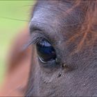 das Auge des Ponys
