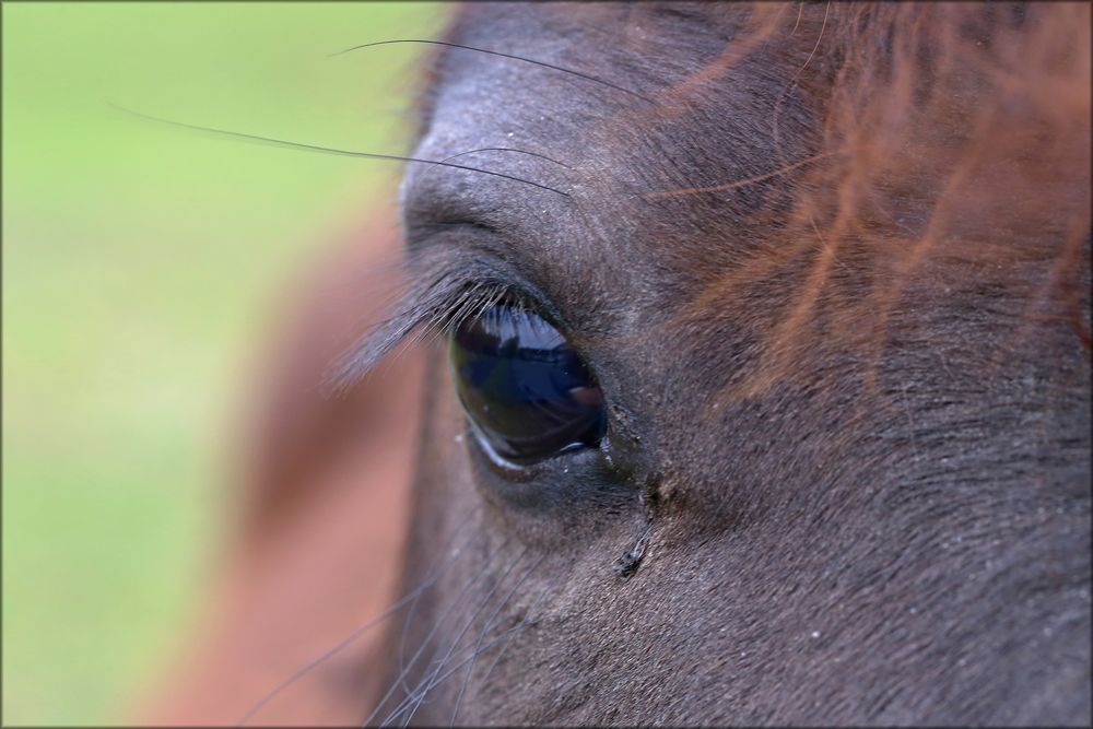 das Auge des Ponys