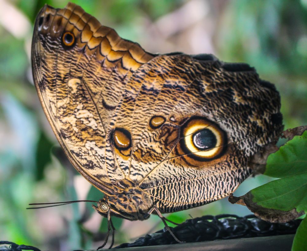 Das Auge des Schmetterlings