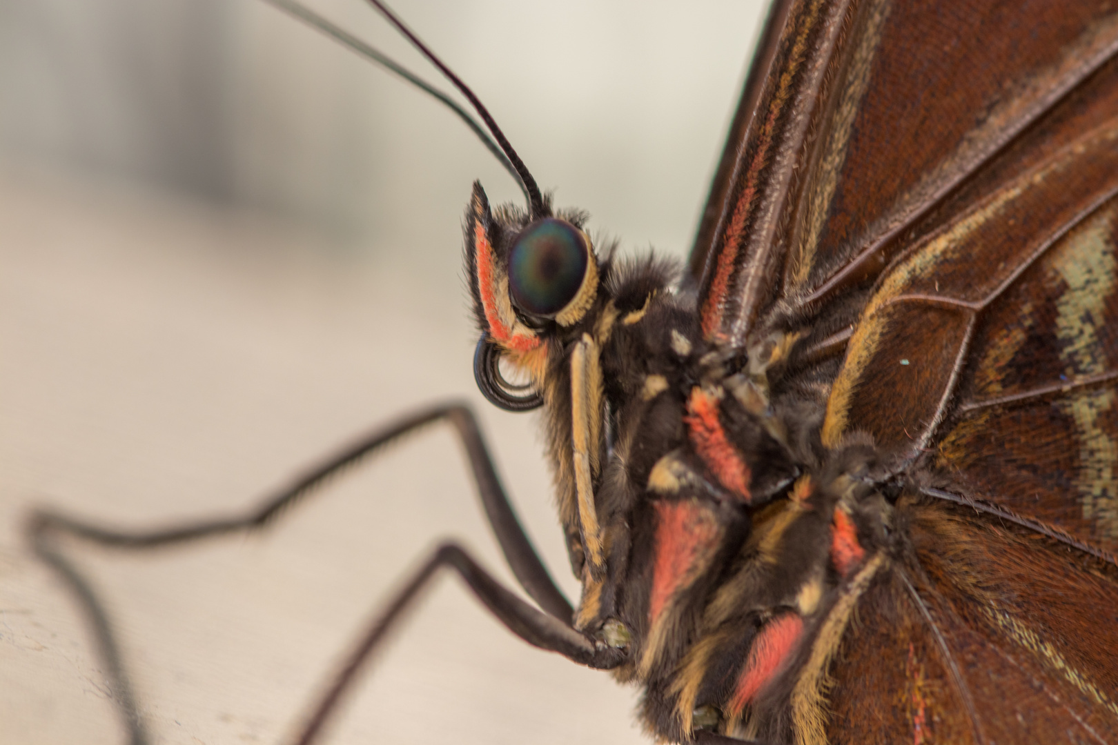 Das Auge des Schmetterlings