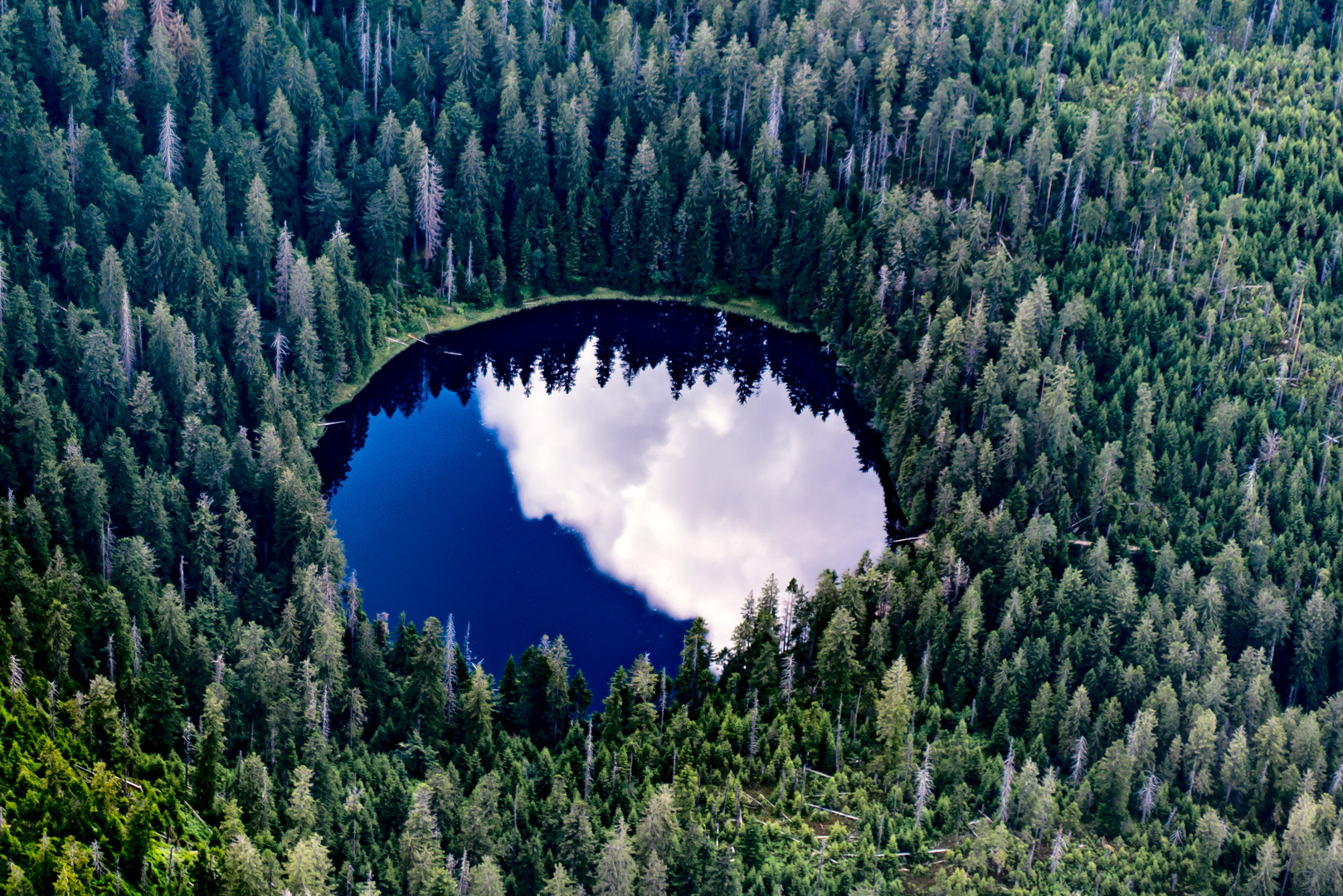 Das Auge des Schwarzwald Ungeheuer !