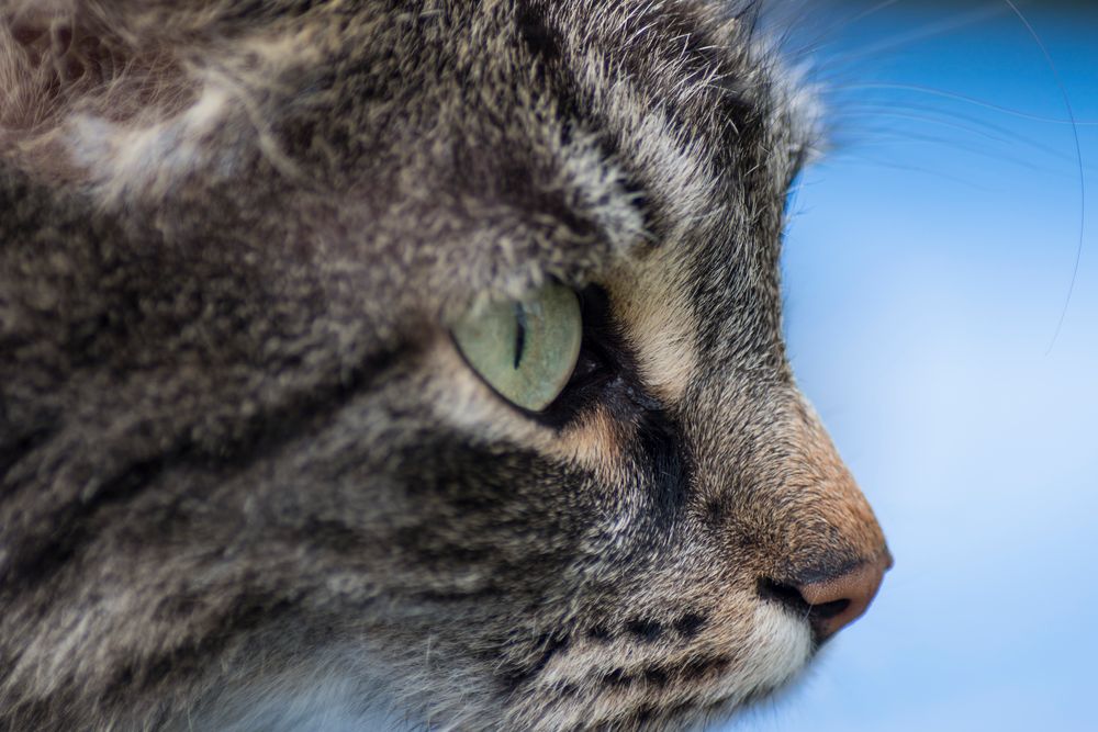 Das Auge des (Stuben)Tigers