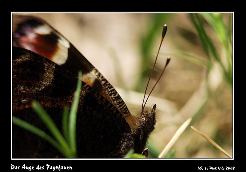 Das Auge des Tagpfauen