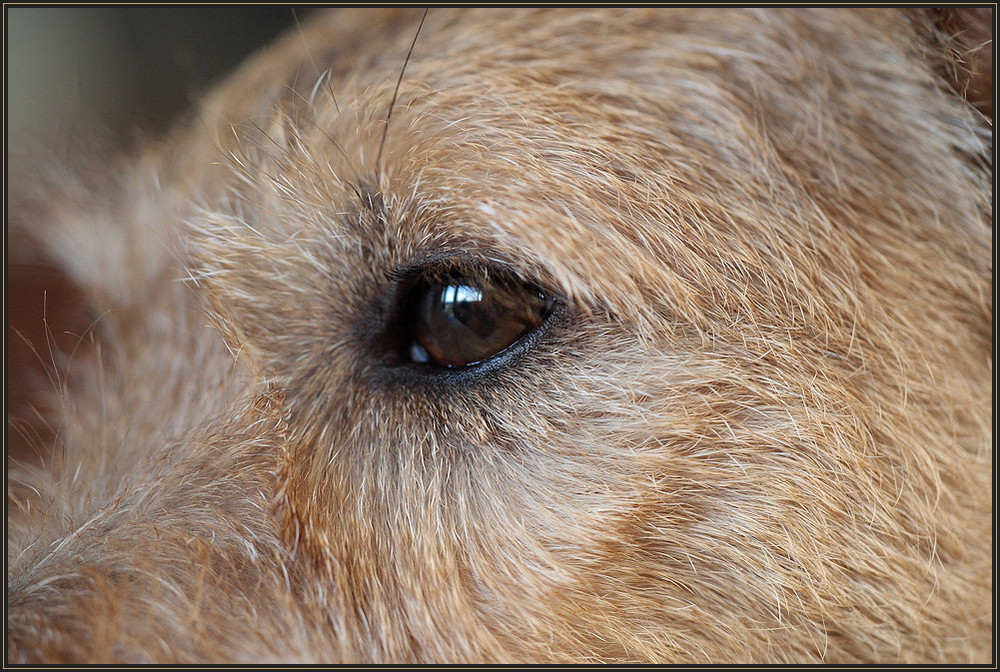 ... Das Auge des Terriers ...