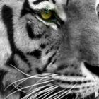 Das Auge des Tigers 