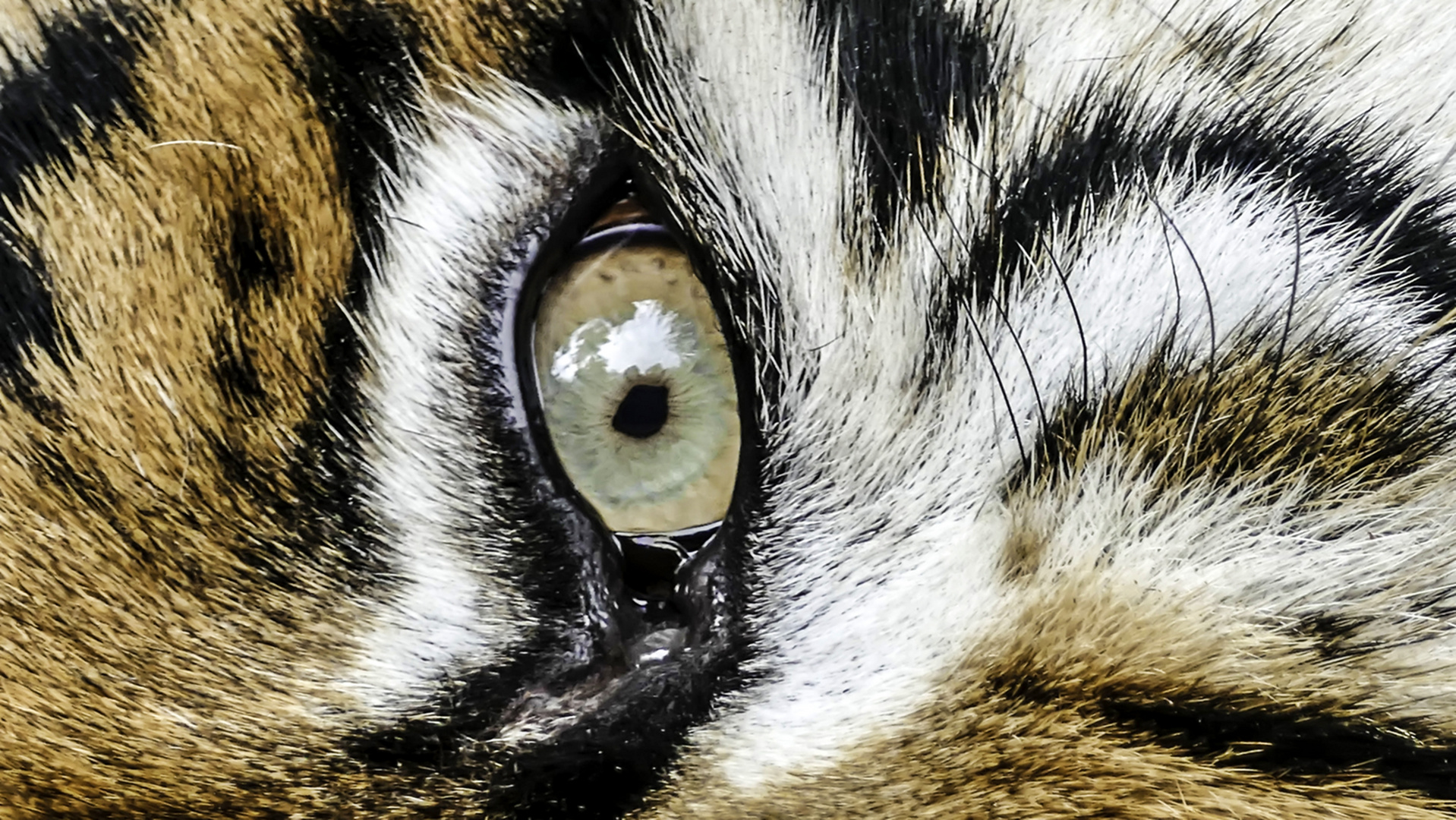 Das Auge des Tigers