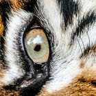 Das Auge des Tigers