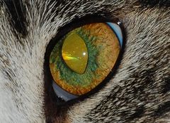 Das Auge des Tigers