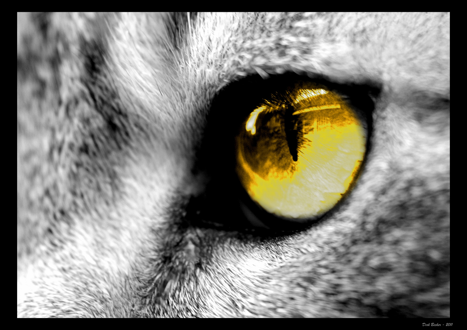 Das Auge des Tigers....