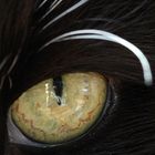 Das Auge des Tigers