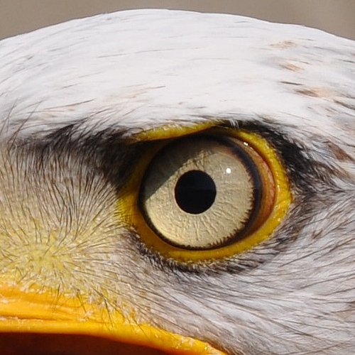 Das Auge des Weisskopfseeadlers