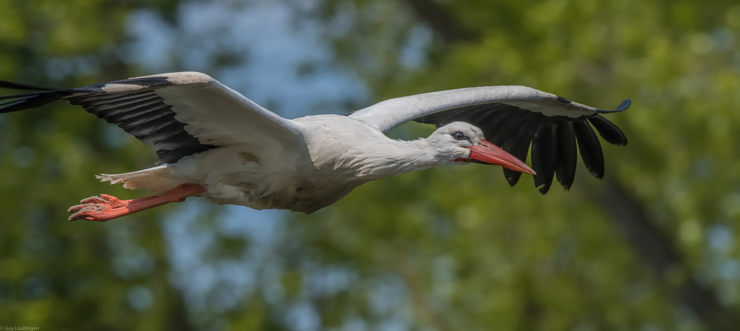 das Auge des Weißstorch 