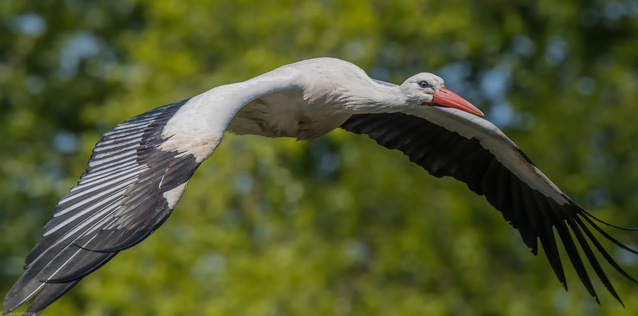 das Auge des Weißstorch _ 2