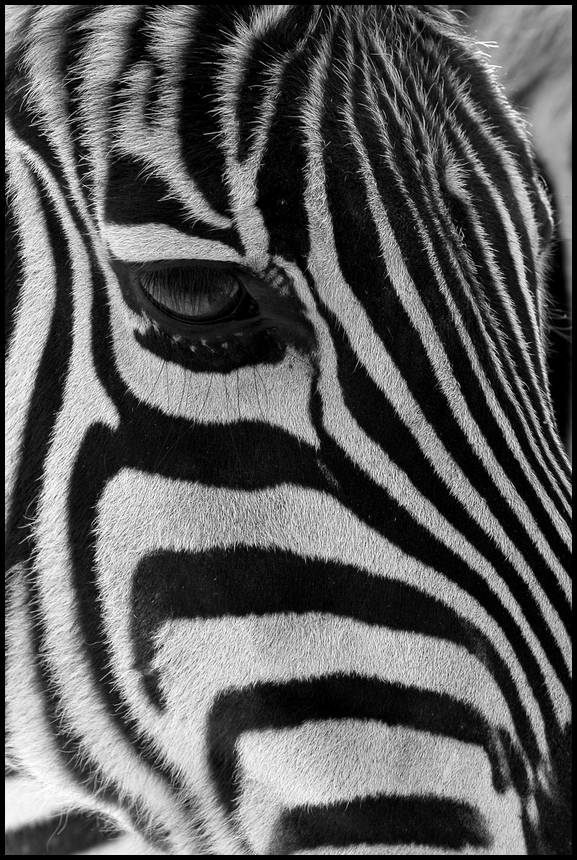 Das Auge des Zebras