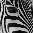 Das Auge des Zebras