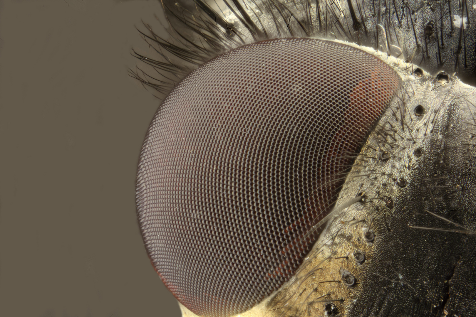 Das Auge einer Fliege Foto & Bild tiere, wildlife, insekten Bilder auf Das Auge einer Fliege Foto & Bild tiere, wildlife, insekten Bilder auf