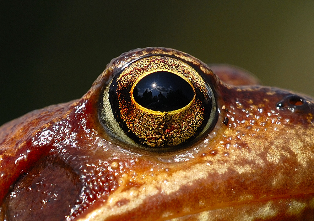 Das Auge einer Kröte