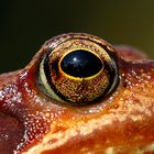 Das Auge einer Kröte