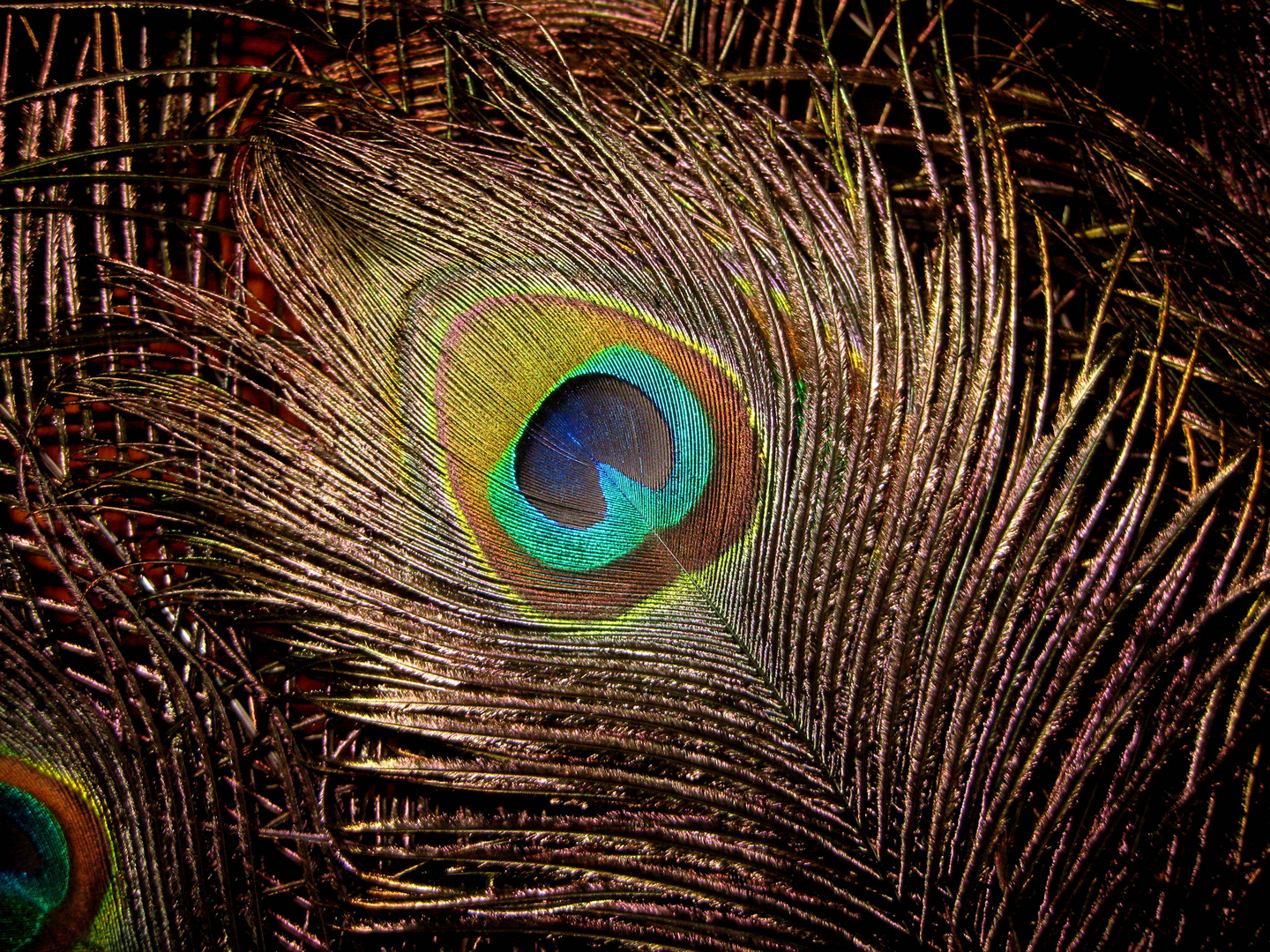 Das Auge einer Pfauenfeder