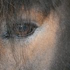 Das Auge eines Exmoorpony's