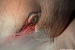 Das Auge eines Pelikans