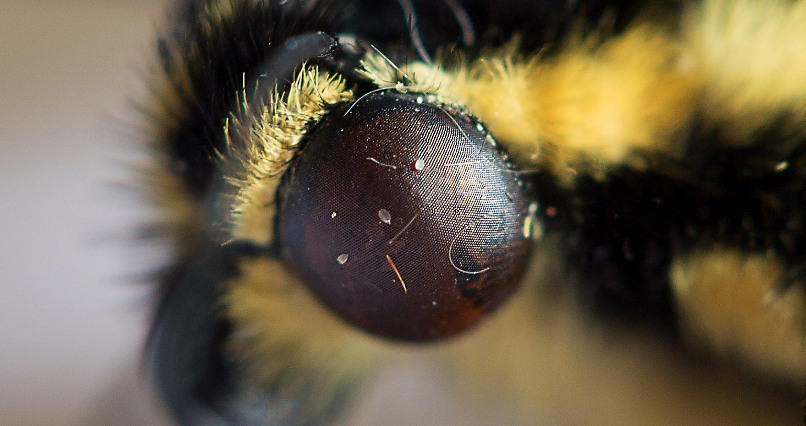 Das Auge eines Schmetterlings...