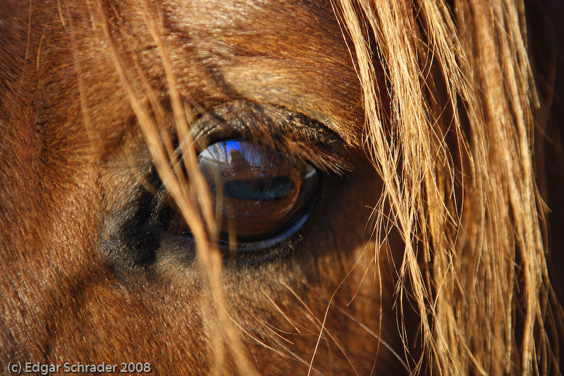 Das Auge