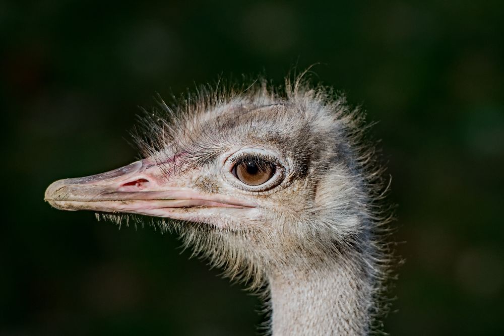 Das Auge größer als das Hirn Foto & Bild tiere, zoo, wildpark & falknerei, vögel Bilder auf
