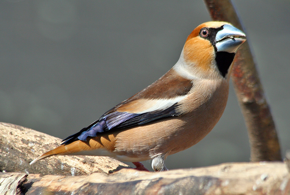 Das Auge hat mich besonders fasziniert und der Kernbeißer -Coccothraustes coccothraustes...