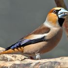 Das Auge hat mich besonders fasziniert und der Kernbeißer -Coccothraustes coccothraustes...