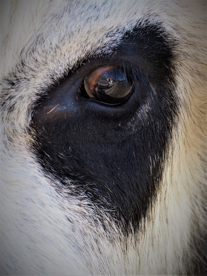 Das Auge im Herzen