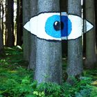 DAS AUGE IM WALD