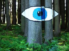 DAS AUGE IM WALD