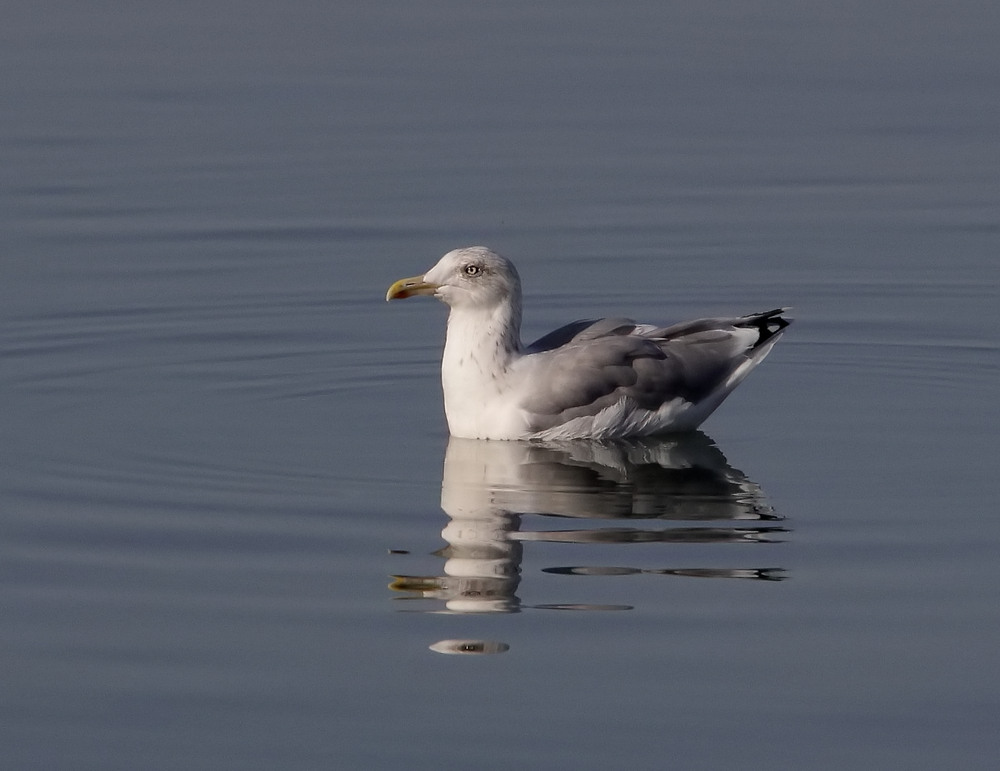 Das Auge im Wasser....