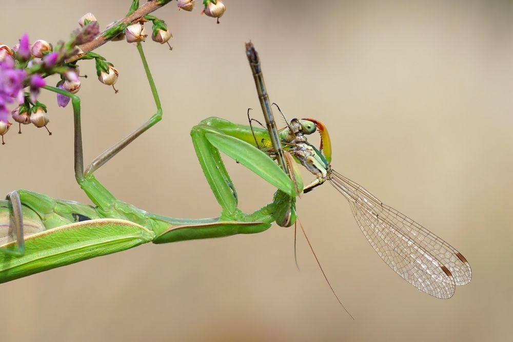 Das Auge isst mit...filigraner Schmaus der Gottesanbeterin - Mantis religiosa