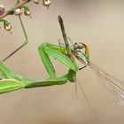 Das Auge isst mit...filigraner Schmaus der Gottesanbeterin - Mantis religiosa