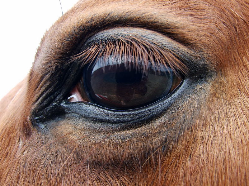 Das Auge ist ein Spiegel