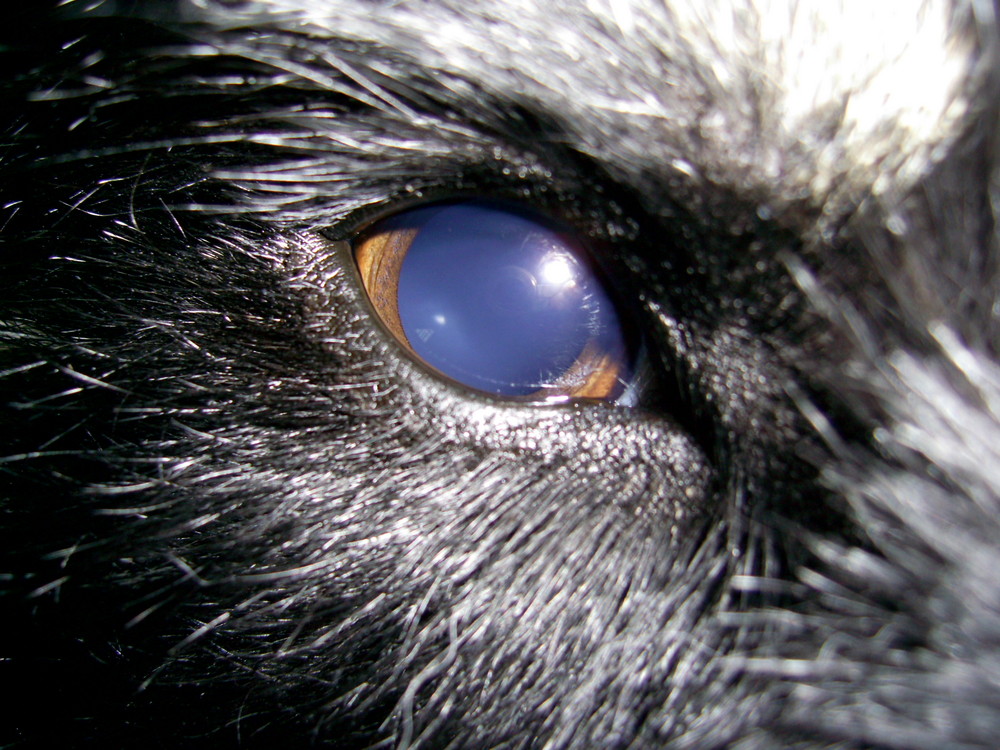 Das Auge meines Hundes .... :)