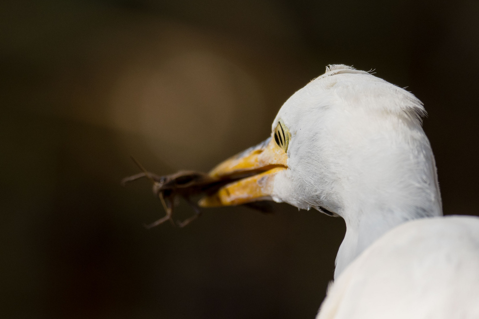 „Das Auge muss scharf sein“