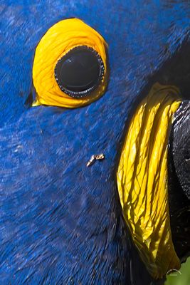 Das Auge / The eye (9378)