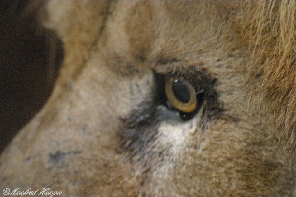 Das Auge vom König der Tiere