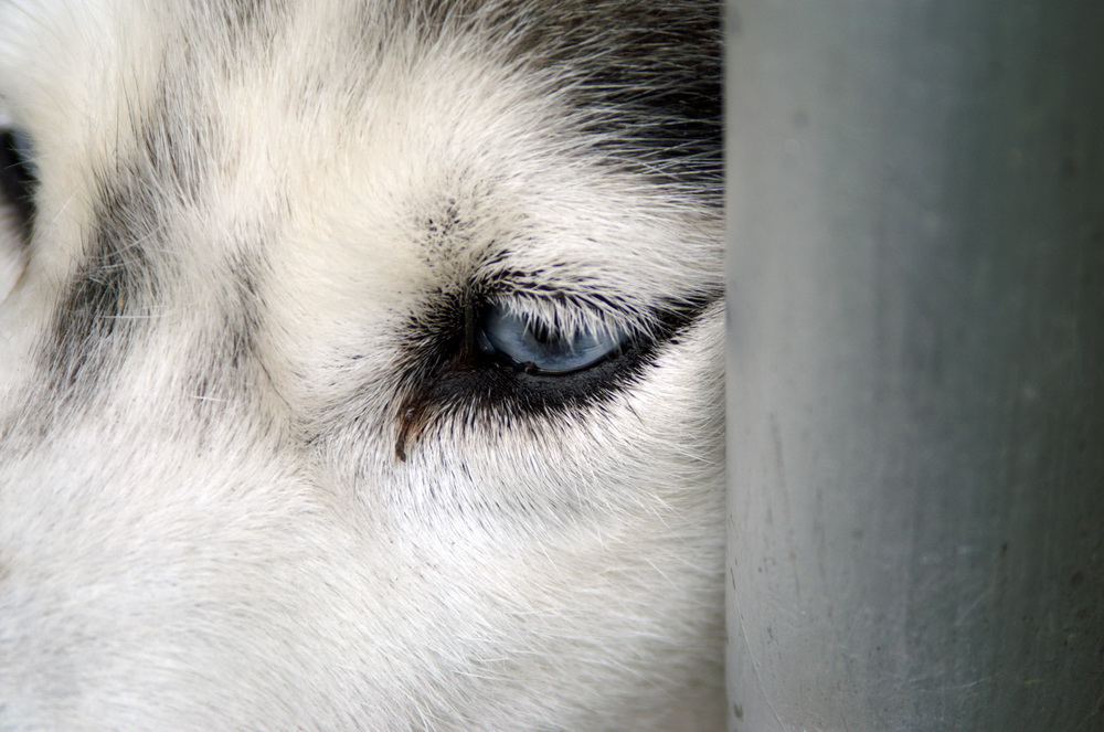 das auge von einem hund