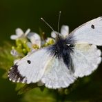 Das Aurora-Weibchen