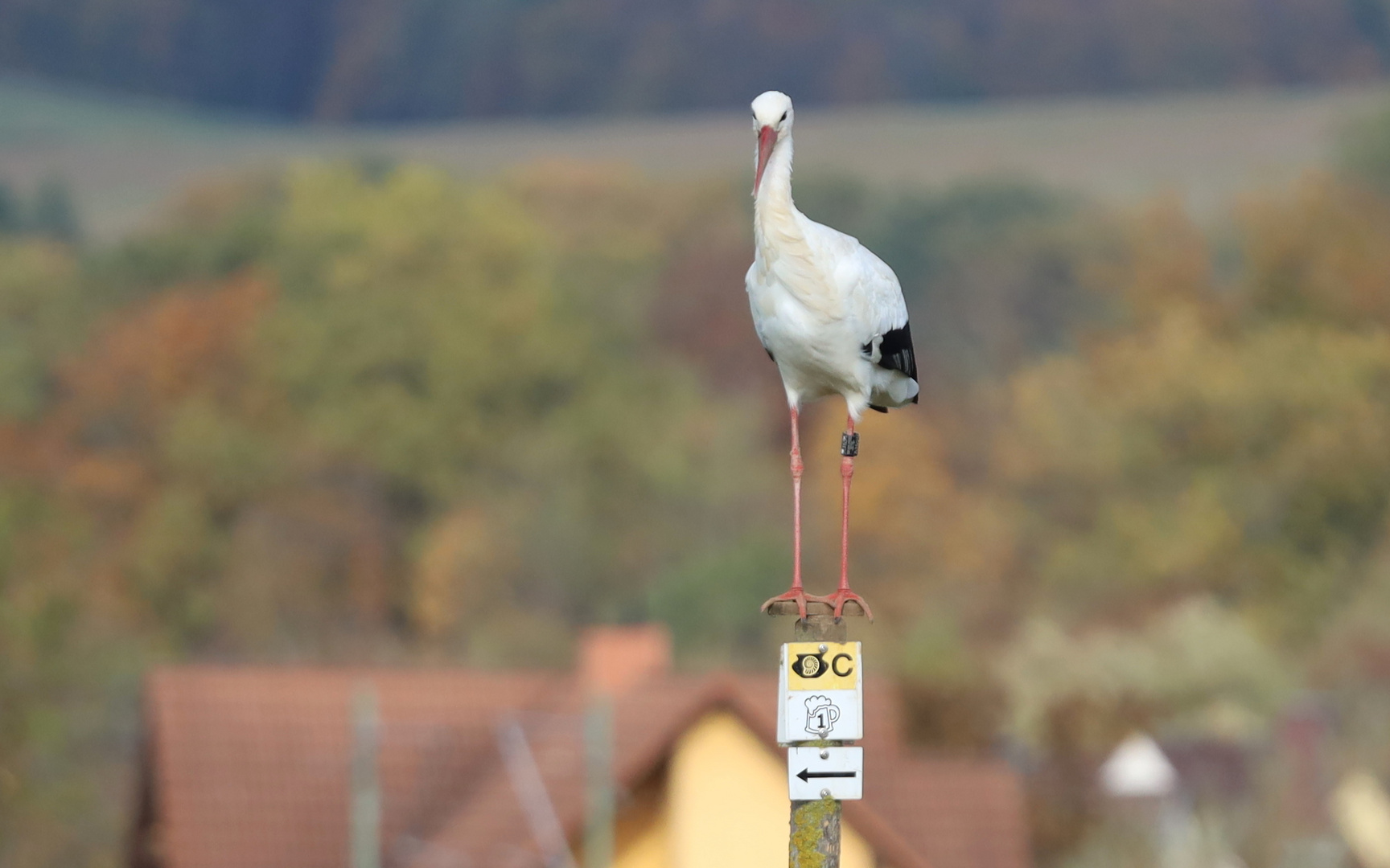 Das Aussichtsschild 