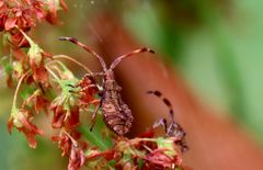 Das Baby der Lederwanze