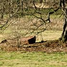 das bad auf der wiese