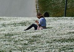 Das Bad im Gänseblümchen-Meer