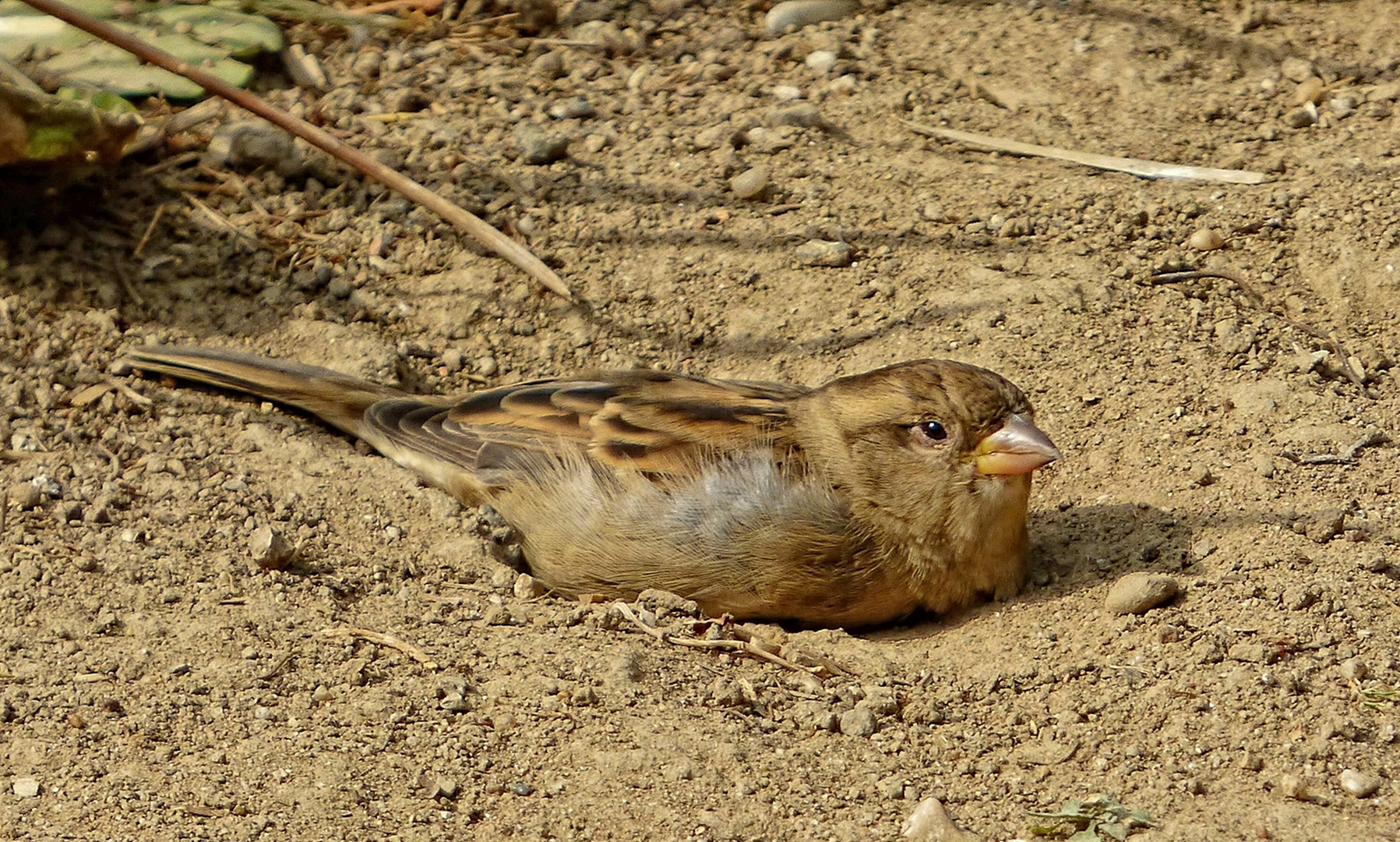 Das Bad im Sand ...